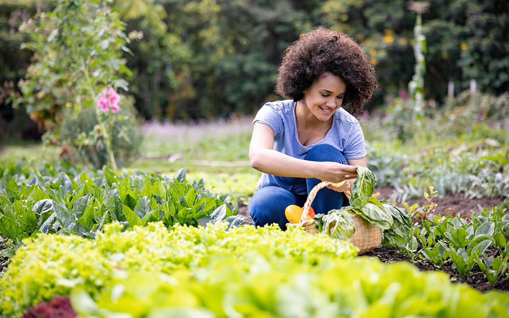 A woman picking vegetables from a vegetable garden