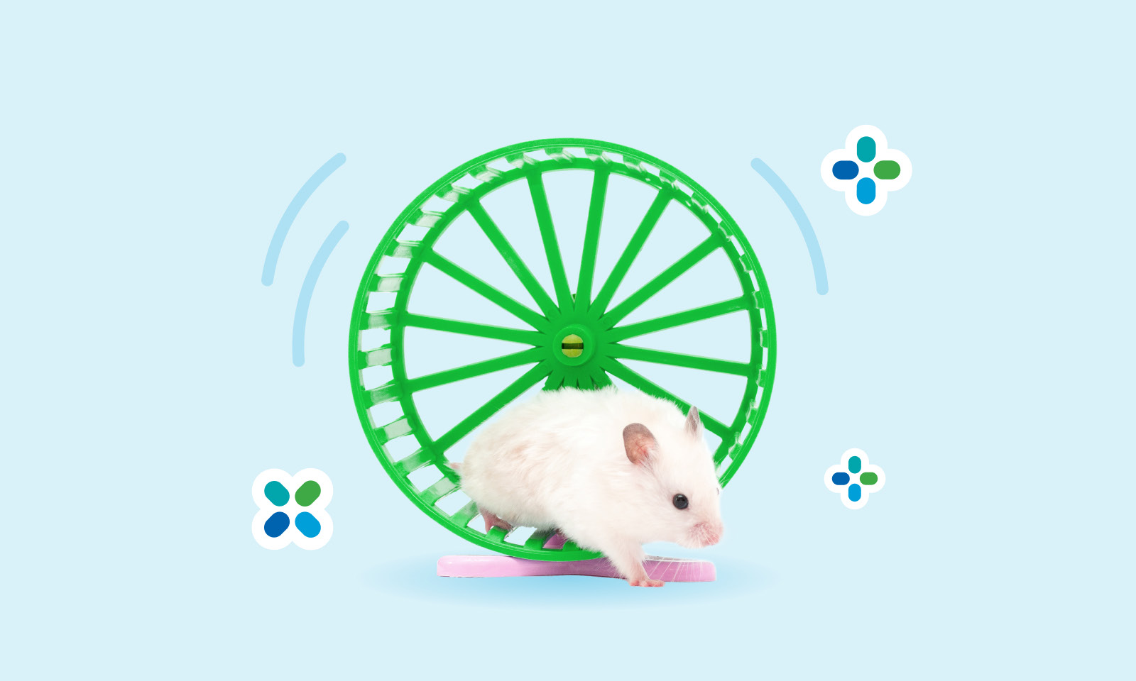 rats with wheels